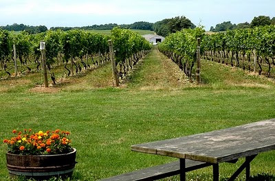 North Fork Wineries