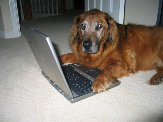 Bad to the Bone: Memoir of a Rebel Doggie Blogger